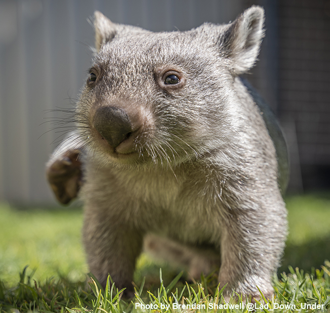 Wombat and Wallaby photos | ACT Wildlife