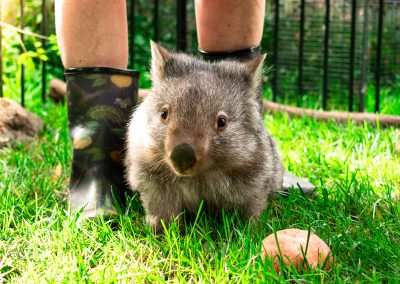 Young wombat in front of person in gumboots