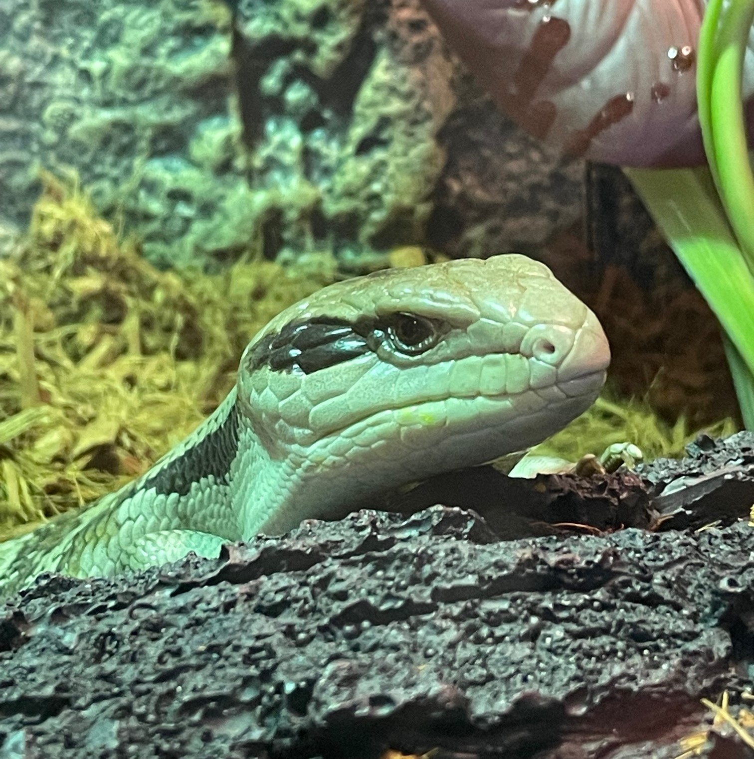 Blue tongue lizard on log