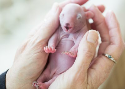 Wombat joey in carer's hands
