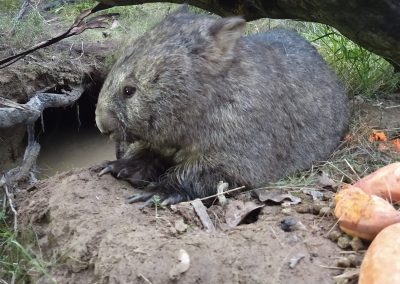 Wombat with sweet potatoes