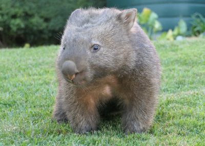 Wombat on grass