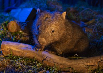 Wombat on log