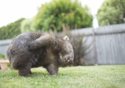 Wombat scratching its side