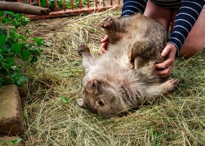 Wombat having its stomach scratched