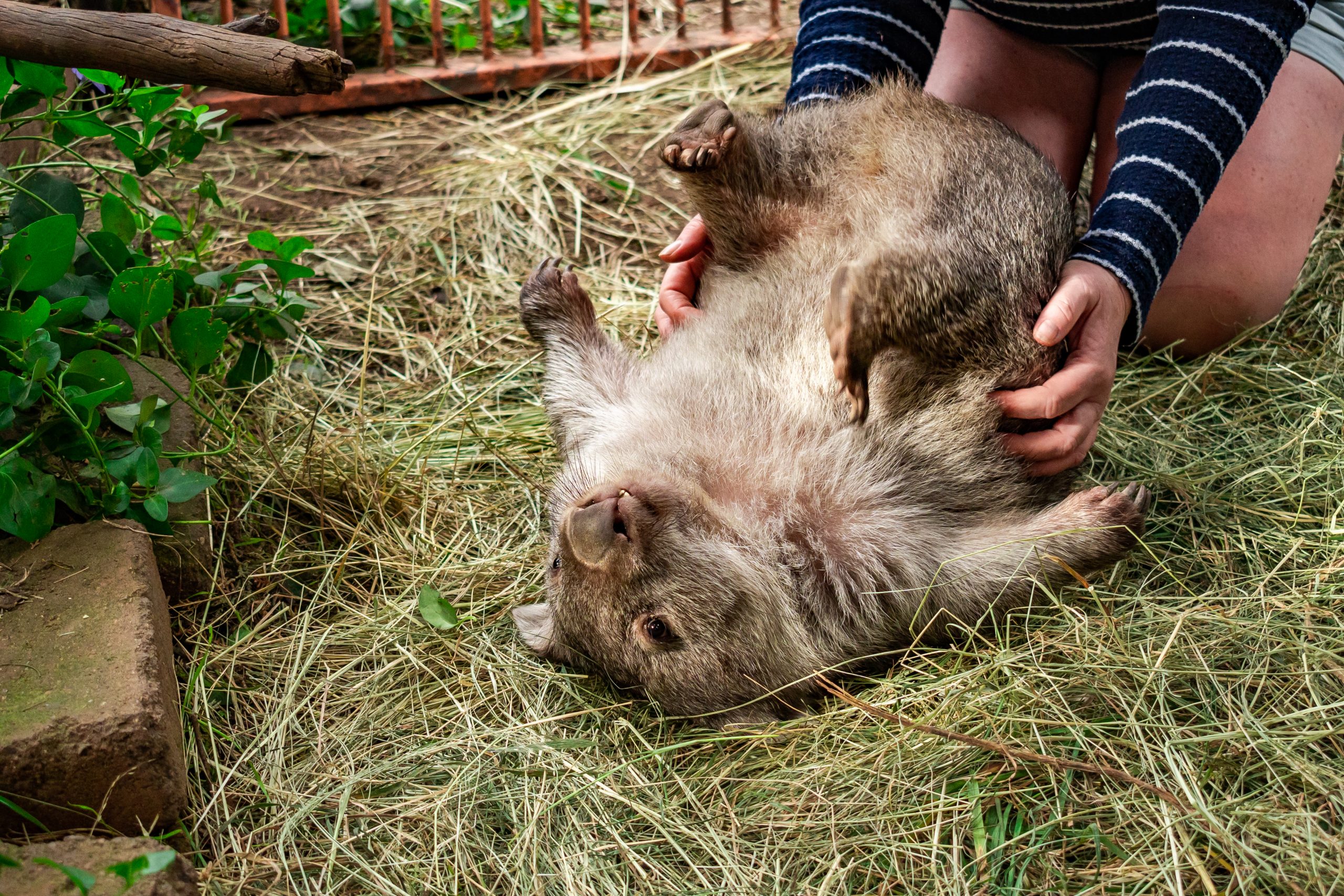 Wombat having its stomach scratched