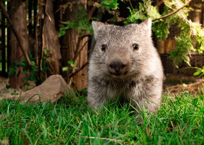 Wombat standing on grass