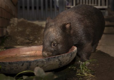Wombat drinking from a bowl