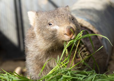 Wombat eating grass