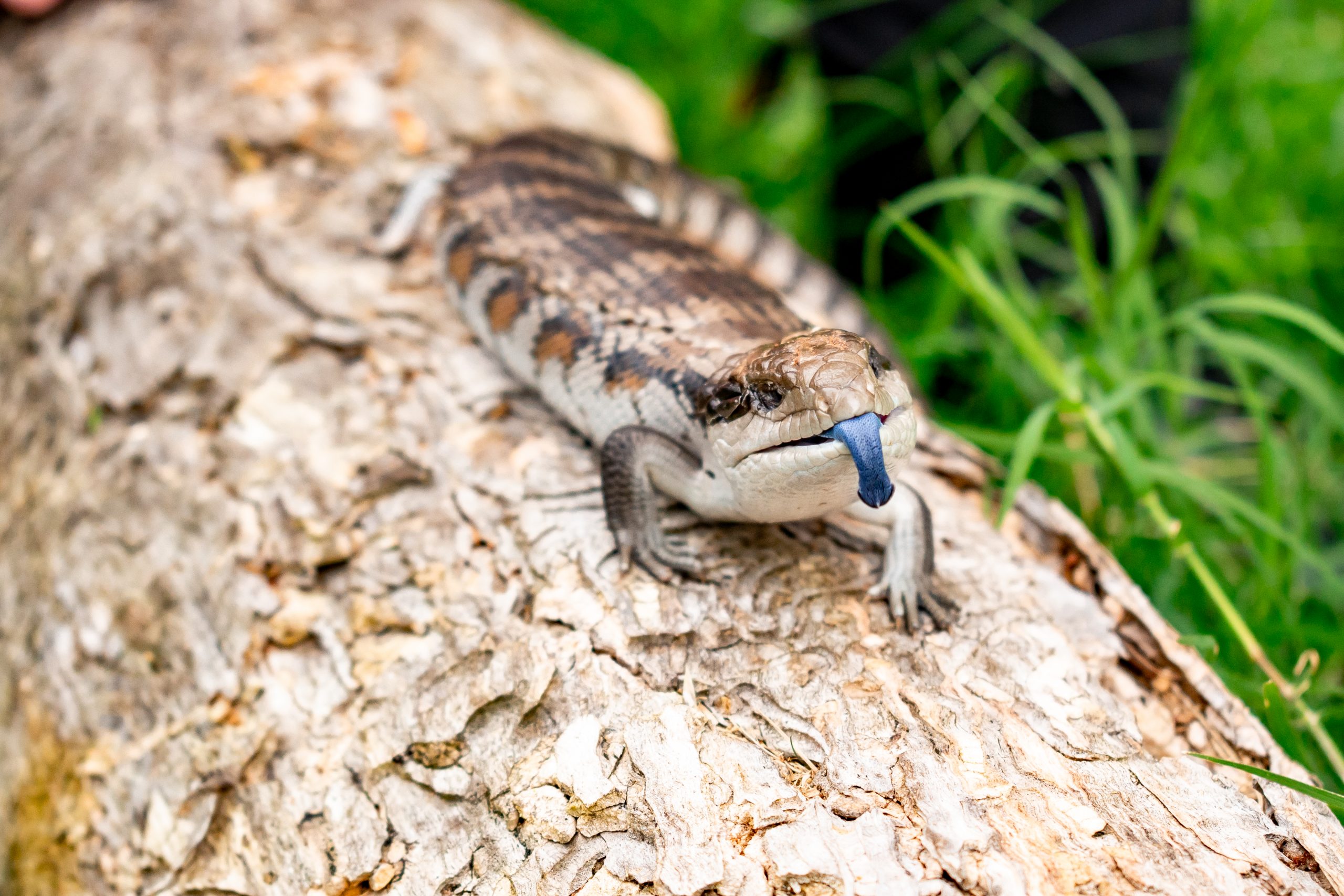 Blue tongue lizard on a log with tongue out