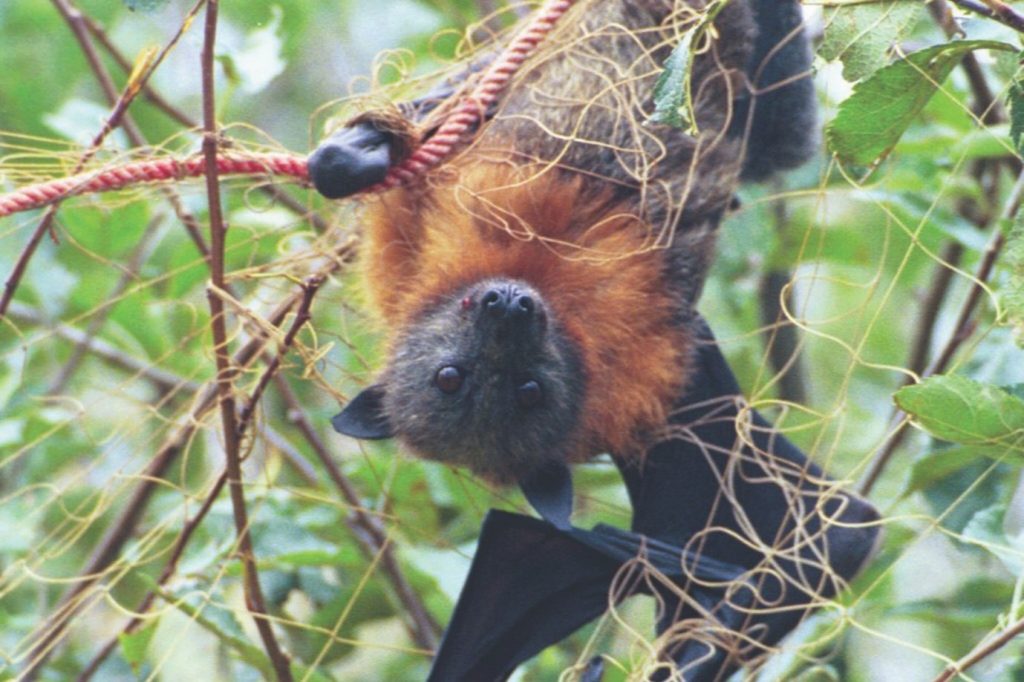 Flying fox hangs upside down tangled in fruit tree netting