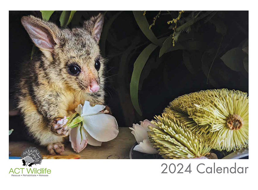 2024 Calendar ACT Wildlife