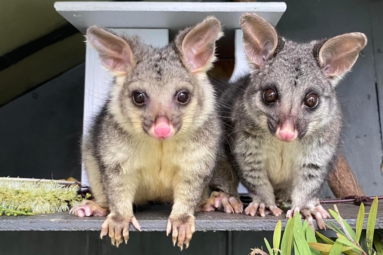 2 young possums in front of a nesting box