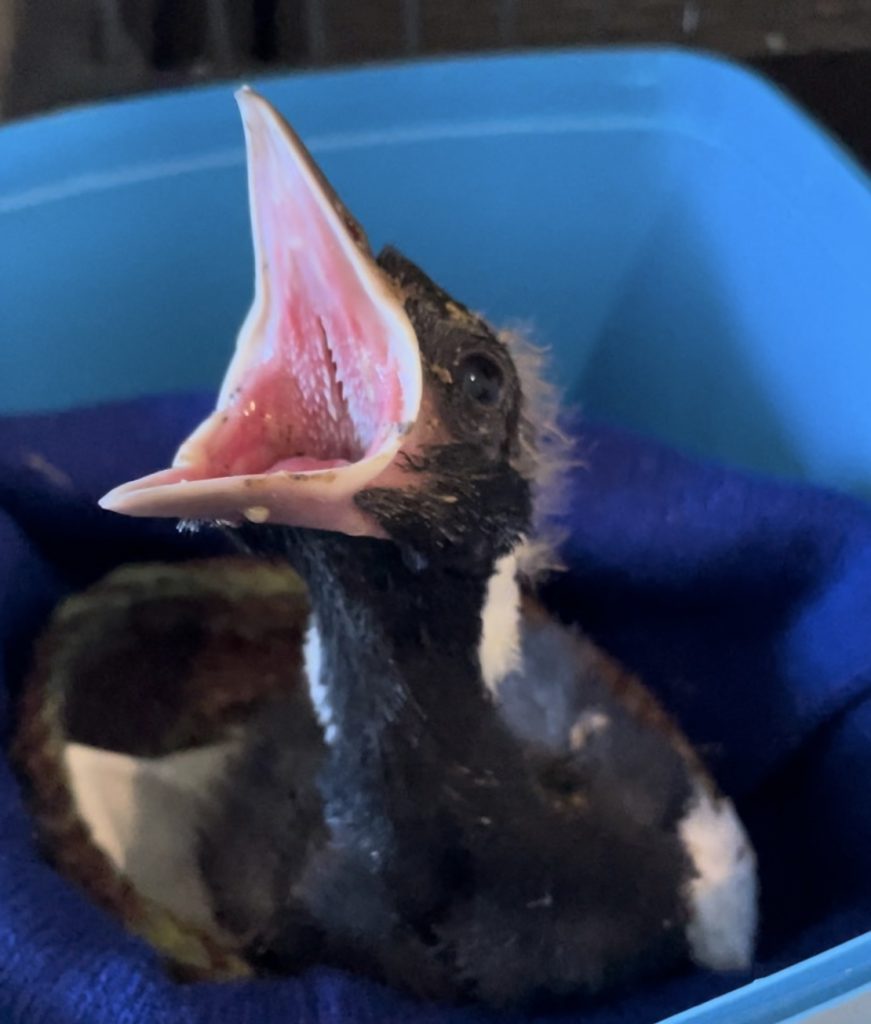 Magpie chick with mouth open